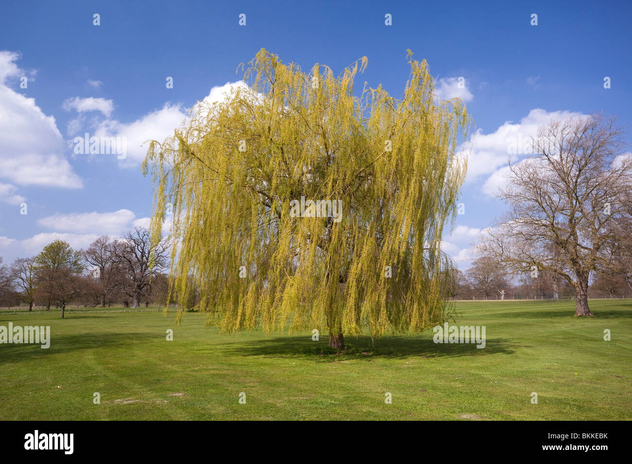 weeping willow tree in Suffolk, UK Stock Photo Alamy