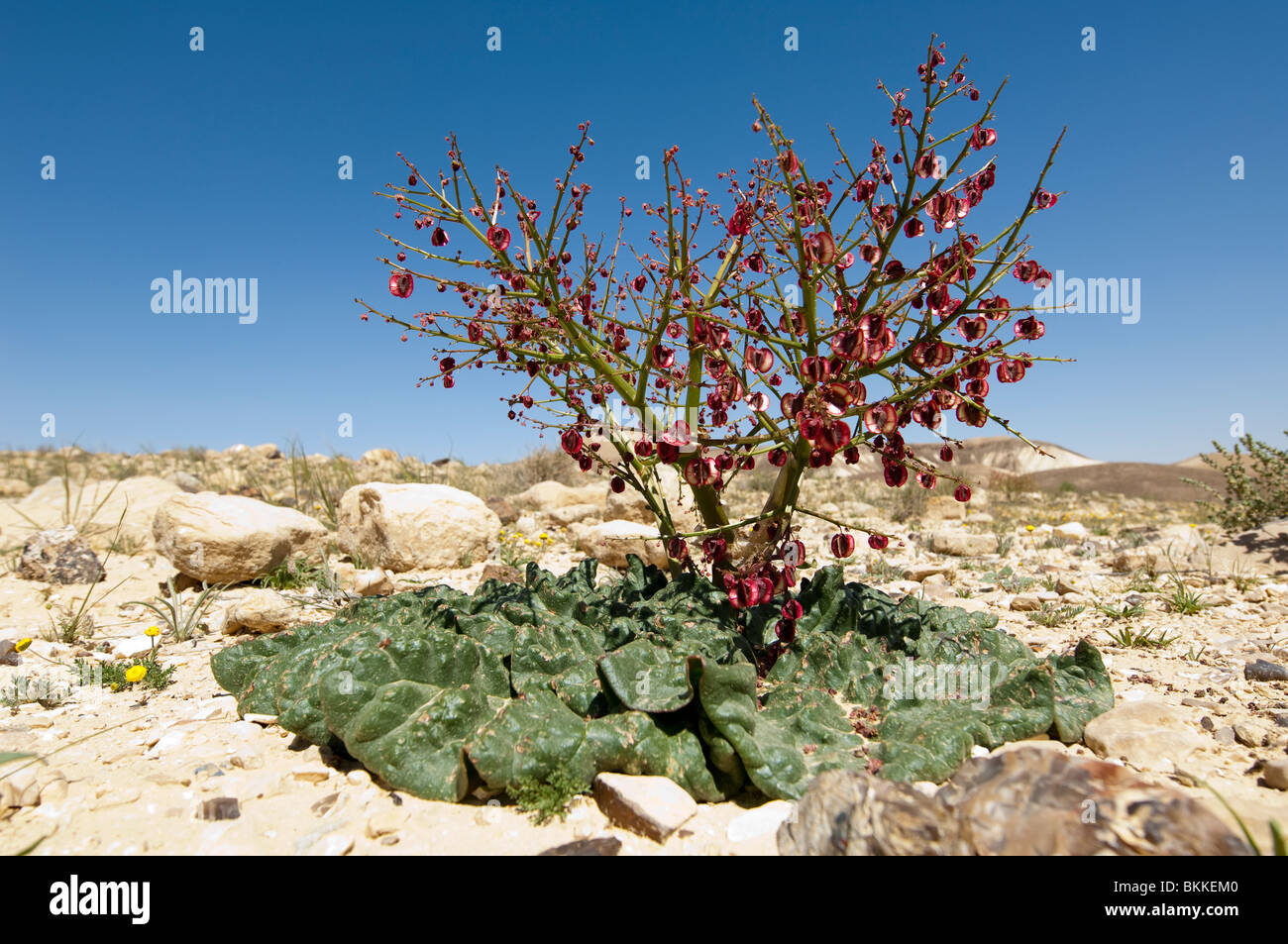 Plants of the Desert Stock Photo
