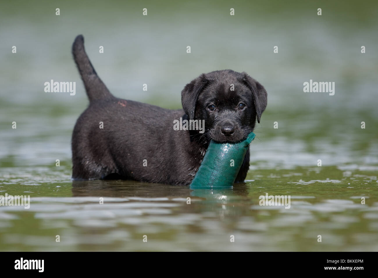 bathing Labrador Puppy Stock Photo Alamy