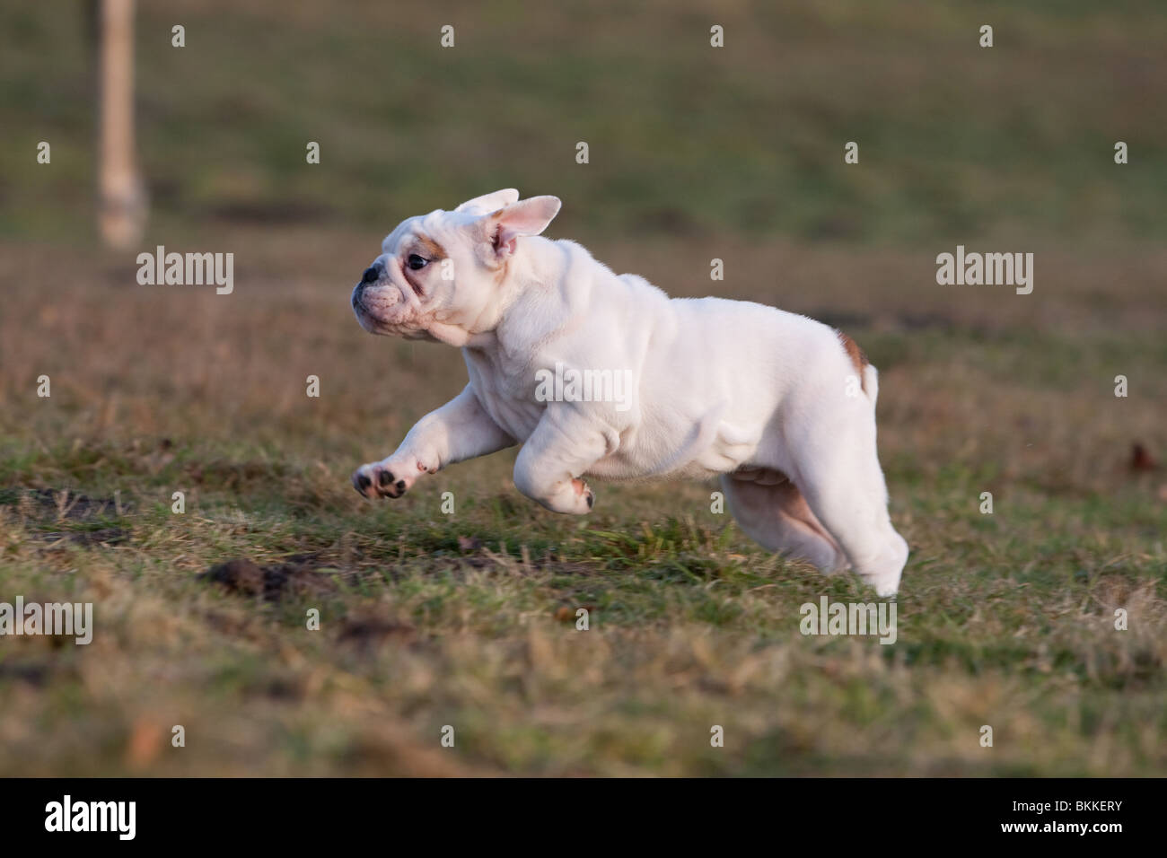 English hotsell bulldog running