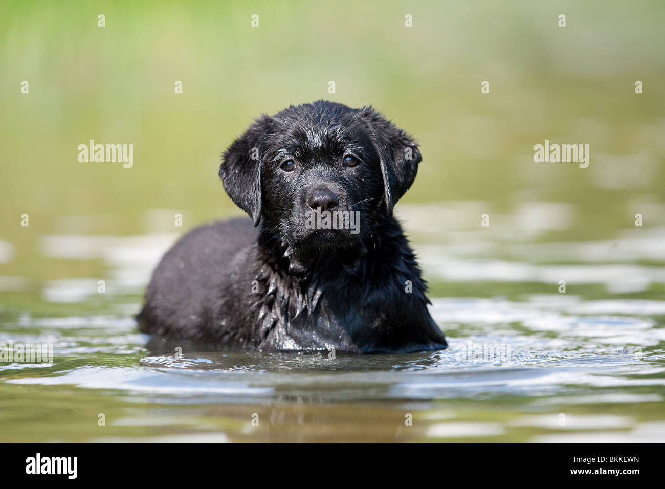 bathing Labrador Puppy Stock Photo Alamy