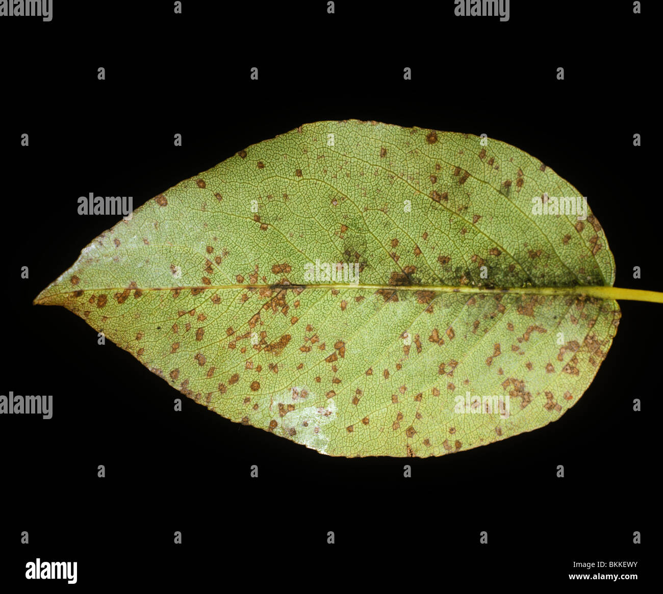 Fabrea leaf spot (Fabra maculata) spotting on a pear leaf, USA Stock Photo