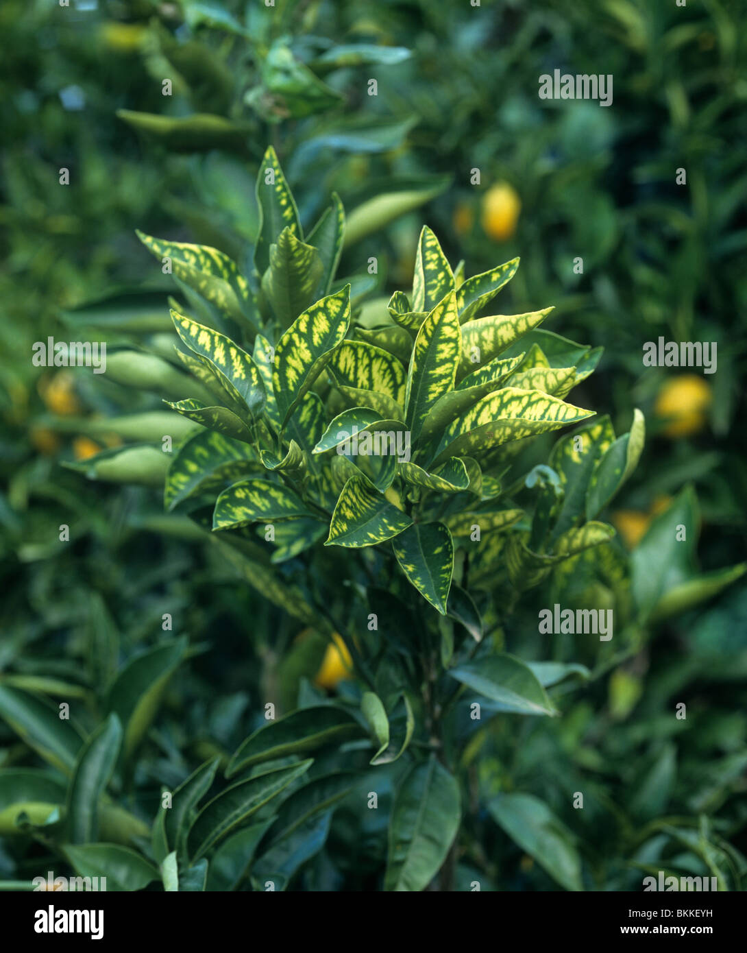 Typical zinc deficiency symptoms on orange leaves, Sicily Stock Photo