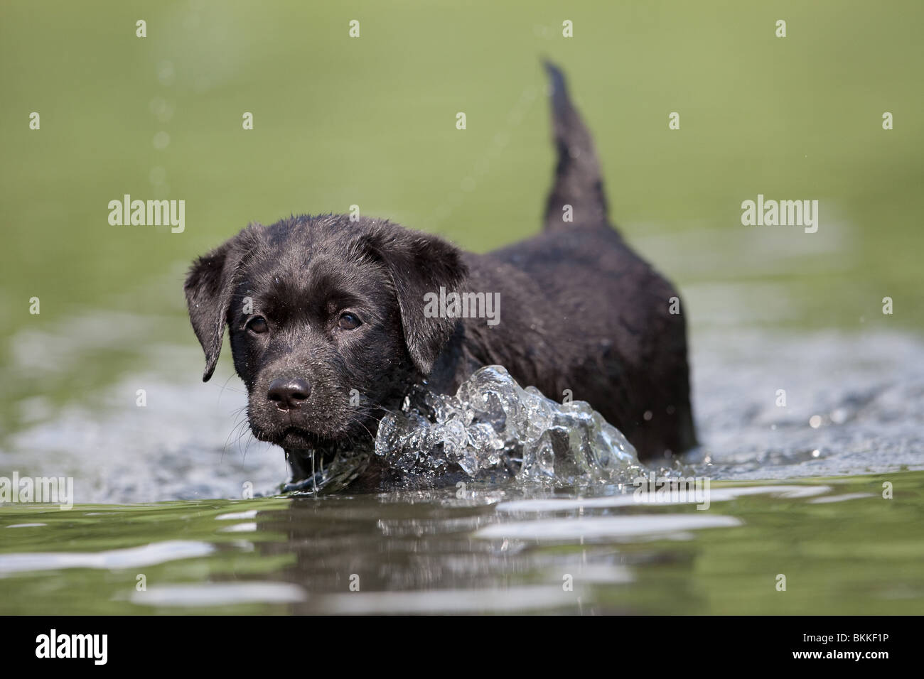 bathing Labrador Puppy Stock Photo Alamy