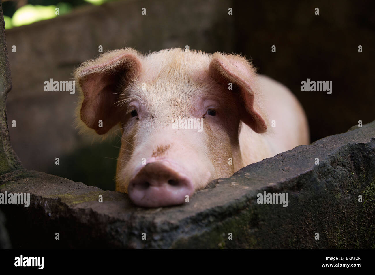 Pig in pen Stock Photo