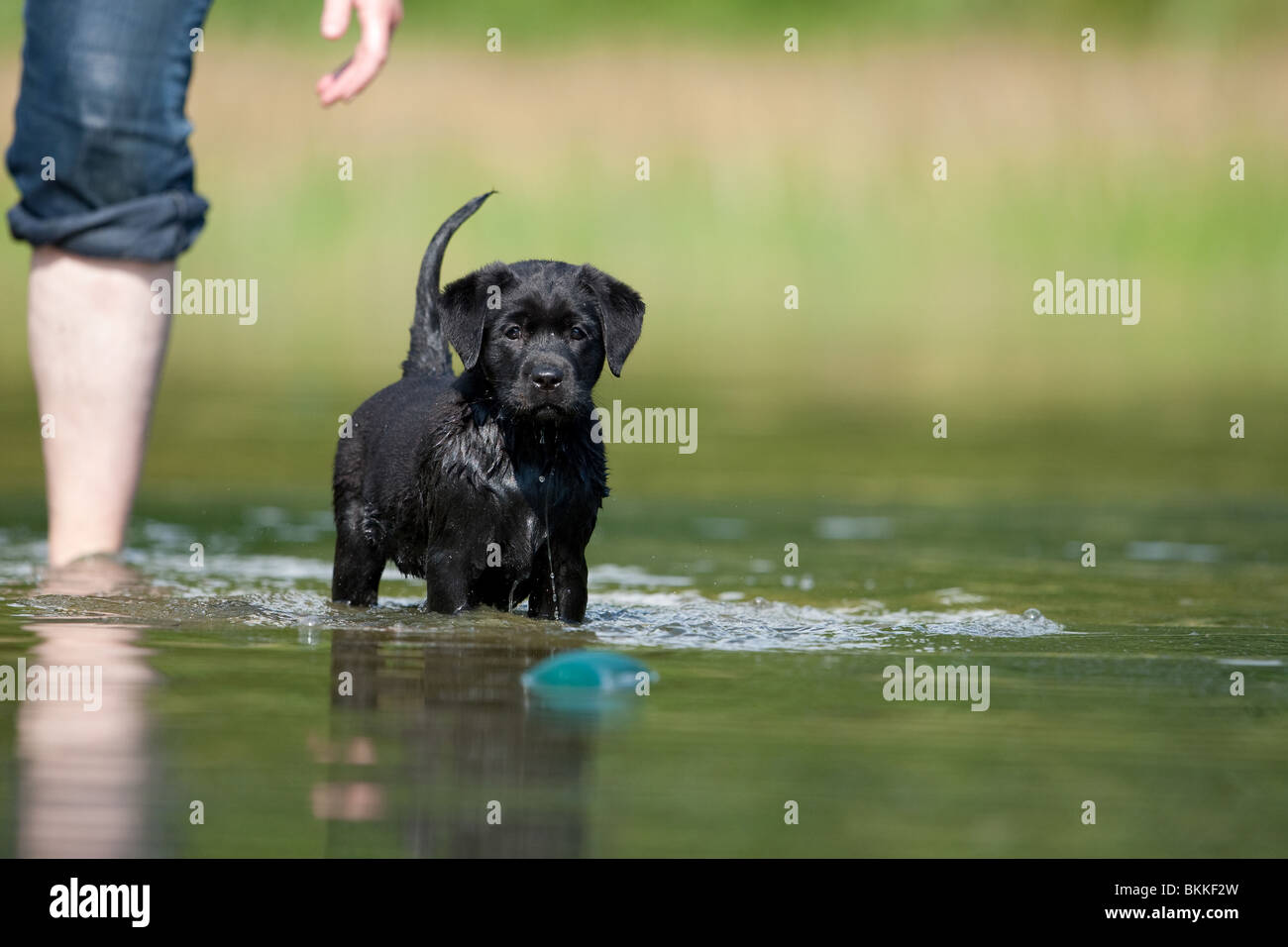 bathing Labrador Puppy Stock Photo Alamy