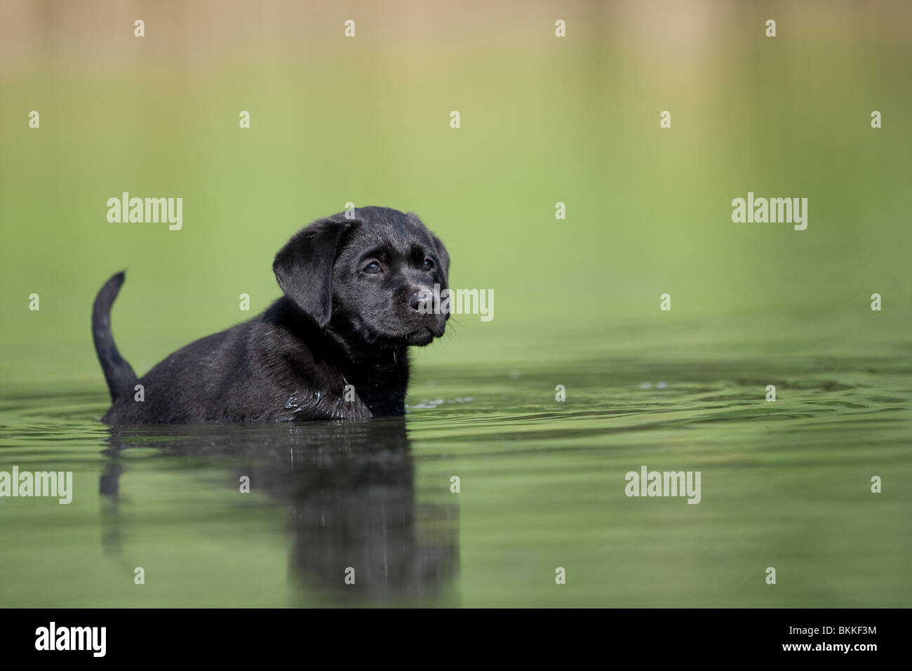 bathing Labrador Puppy Stock Photo Alamy
