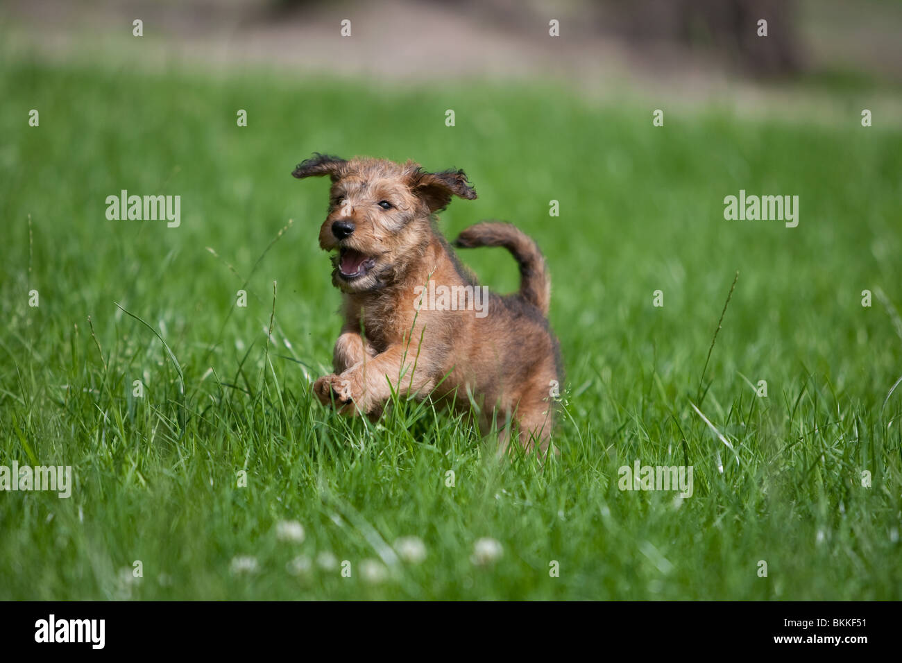 Irish Terrier puppy Stock Photo - Alamy