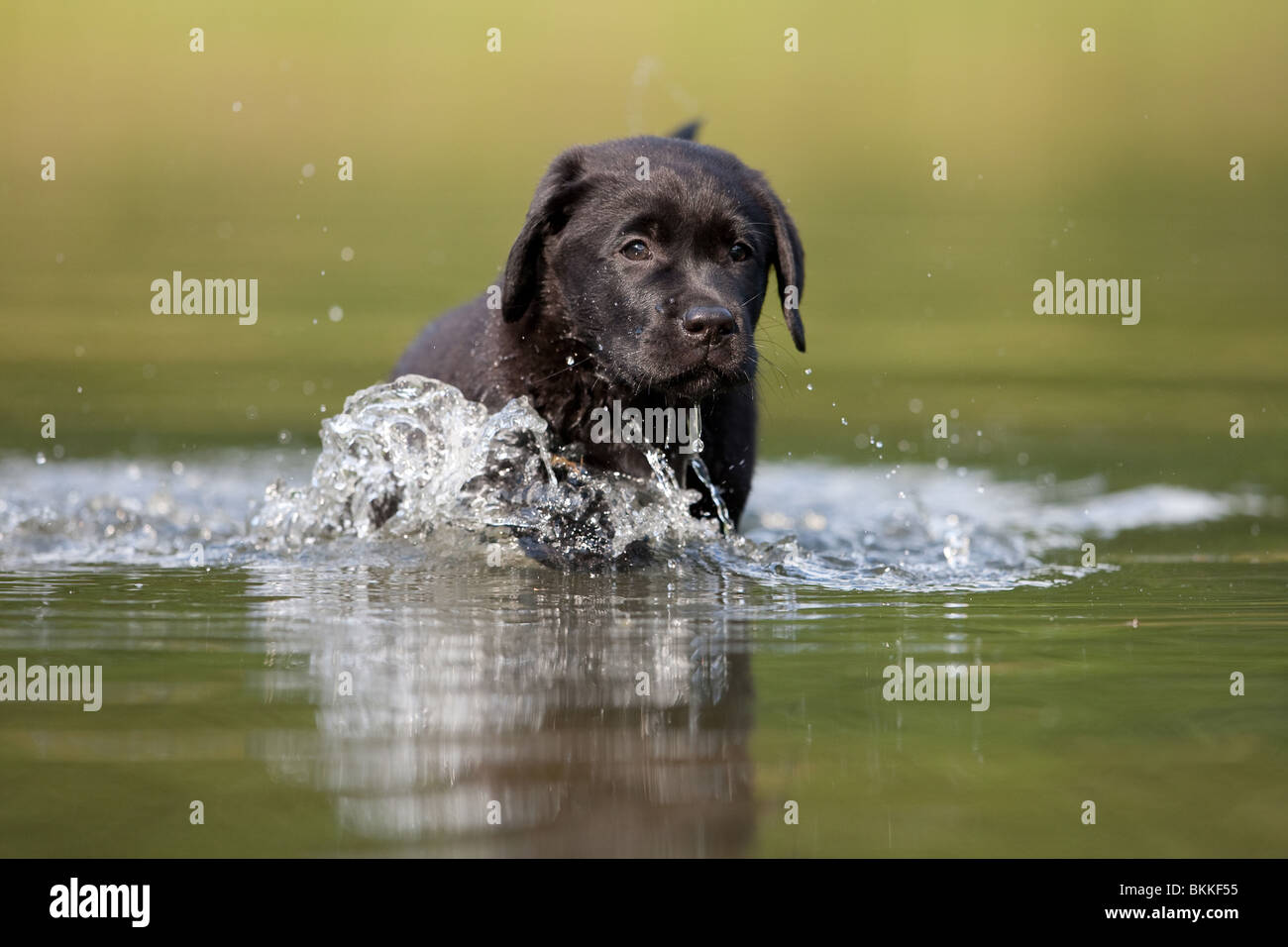 bathing Labrador Puppy Stock Photo Alamy
