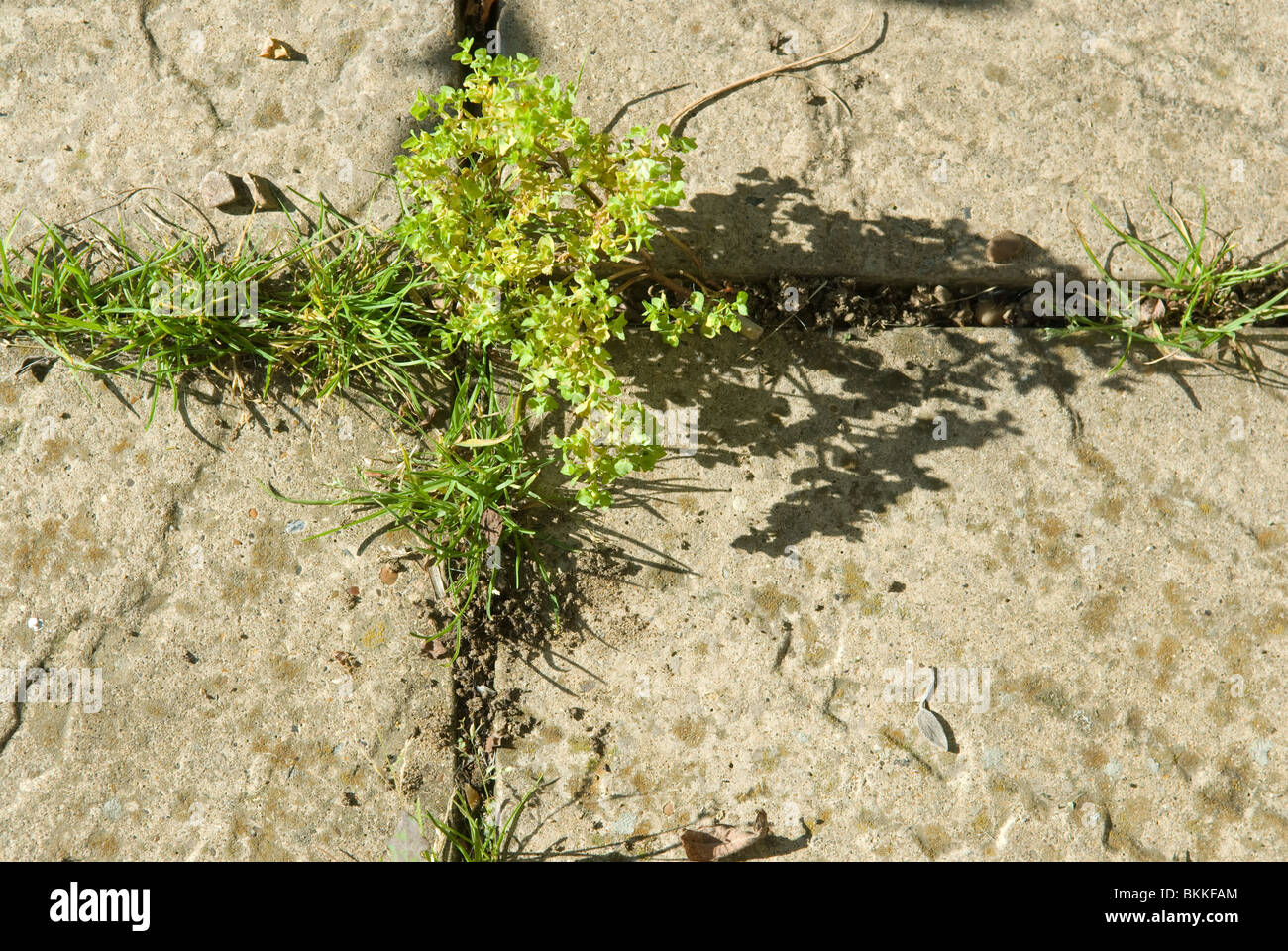 Weeds paving hi-res stock photography and images - Alamy