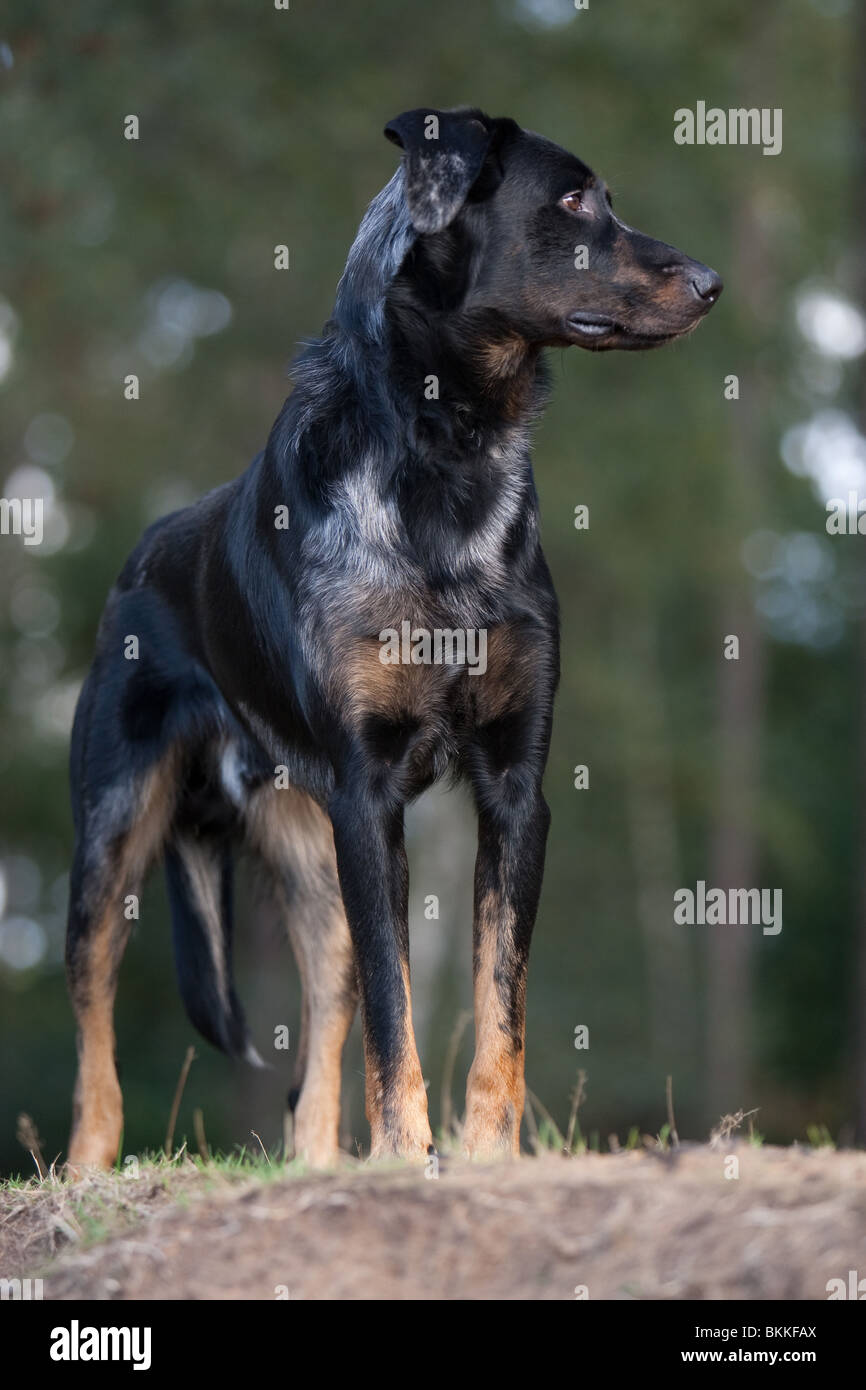 standing Beauceron Stock Photo