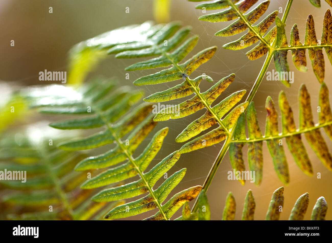 Sun shining through autumn coloured Bracken, Pteridium, frond. A coarse fern found throughout the world. Stock Photo