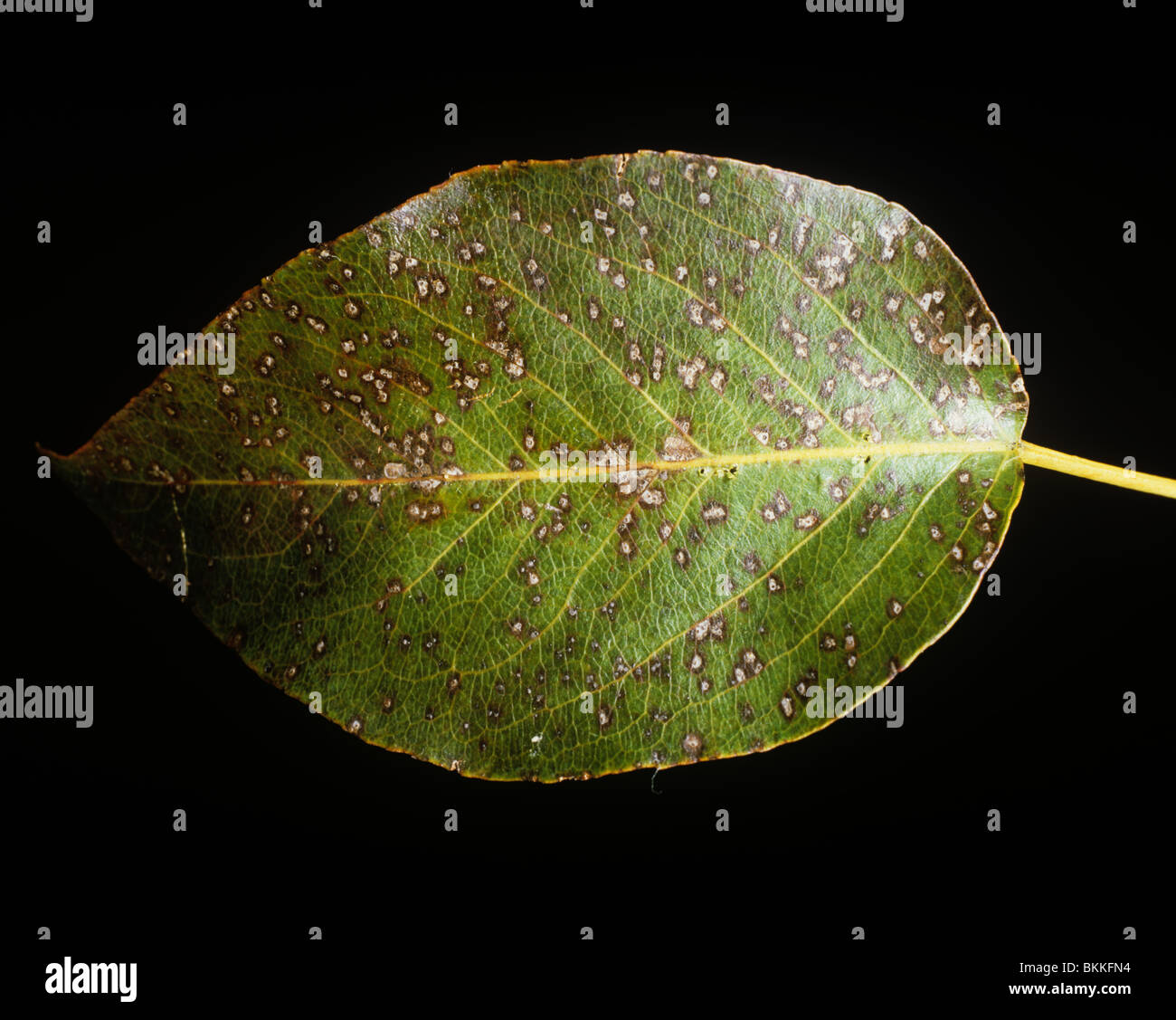 Fabrea leaf spot (Fabra maculata) spotting on a pear leaf, USA Stock Photo