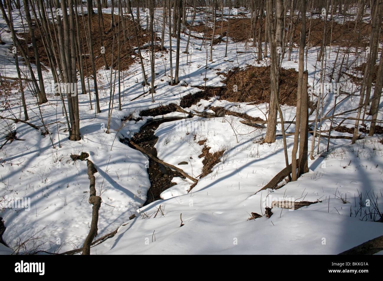 Eastern Deciduous forest, late Winter, E USA, by Carol Dembinsky/Dembinsky Photo Assoc Stock Photo