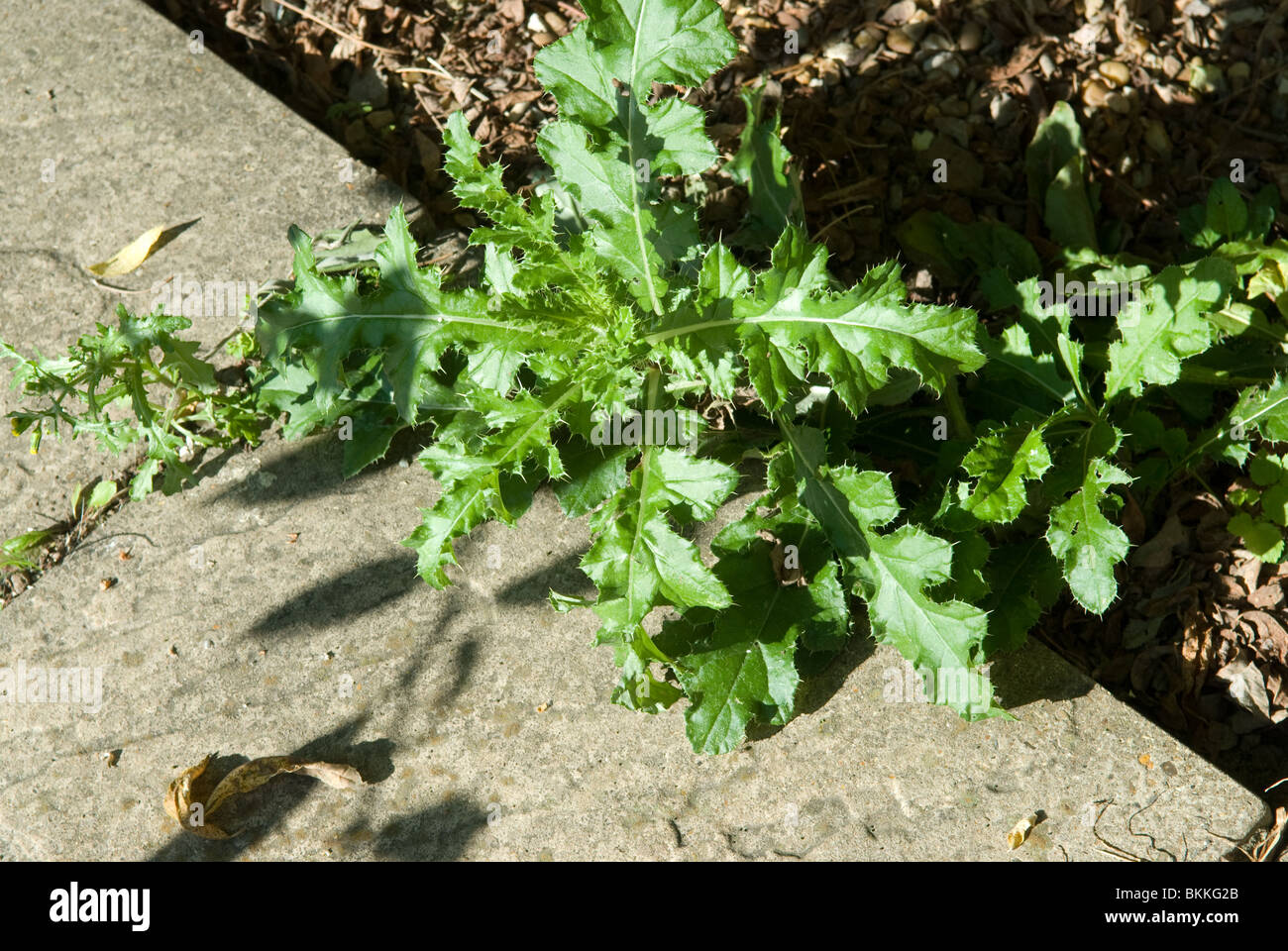 Weeds paving hi-res stock photography and images - Alamy