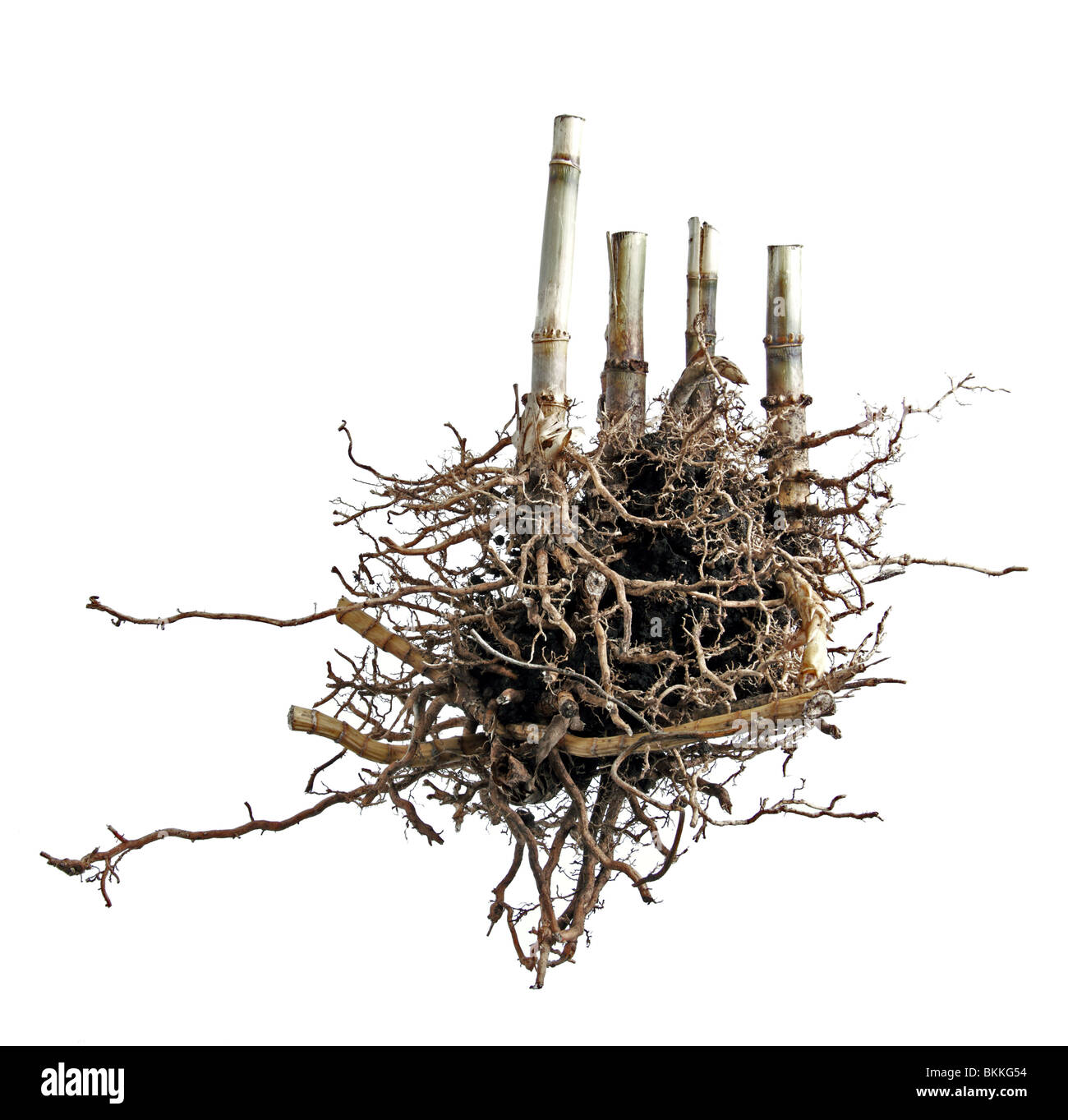Root Ball from a Bamboo Plant Stock Photo Alamy
