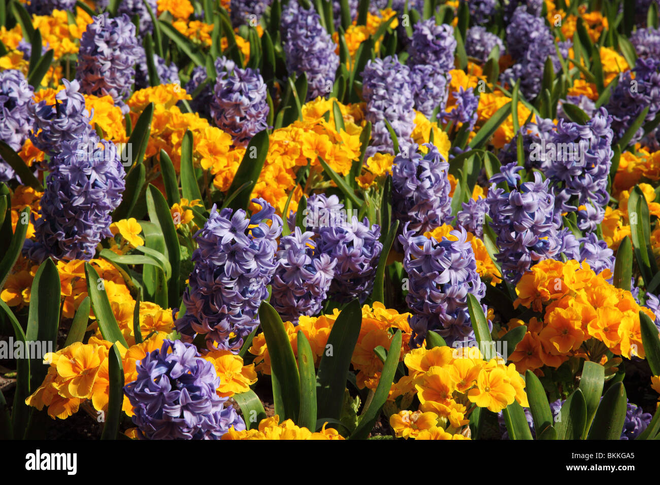 Planted display of brightly coloured spring flowers - Hyacinth and Primula Stock Photo