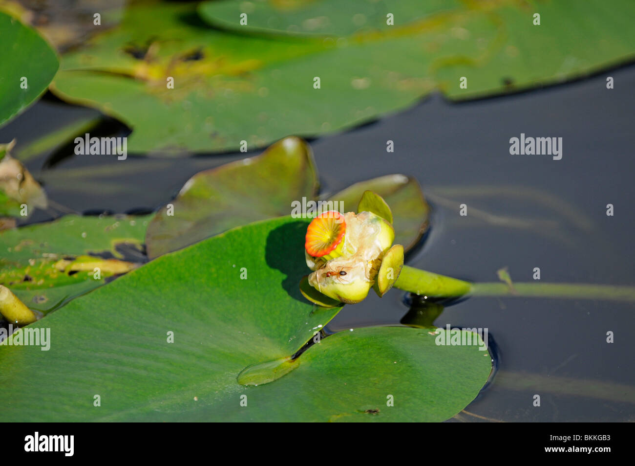 Yellow Water Lily Nymphaea mexicana. Everglades, Florida, USA Stock