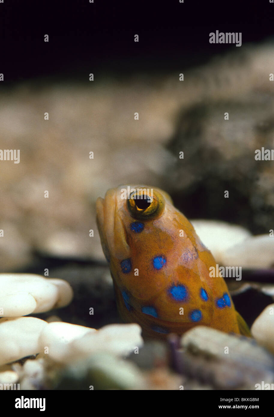 Blue Spotted Jawfish Opistognathus rosenblatti emerges from Burrow in