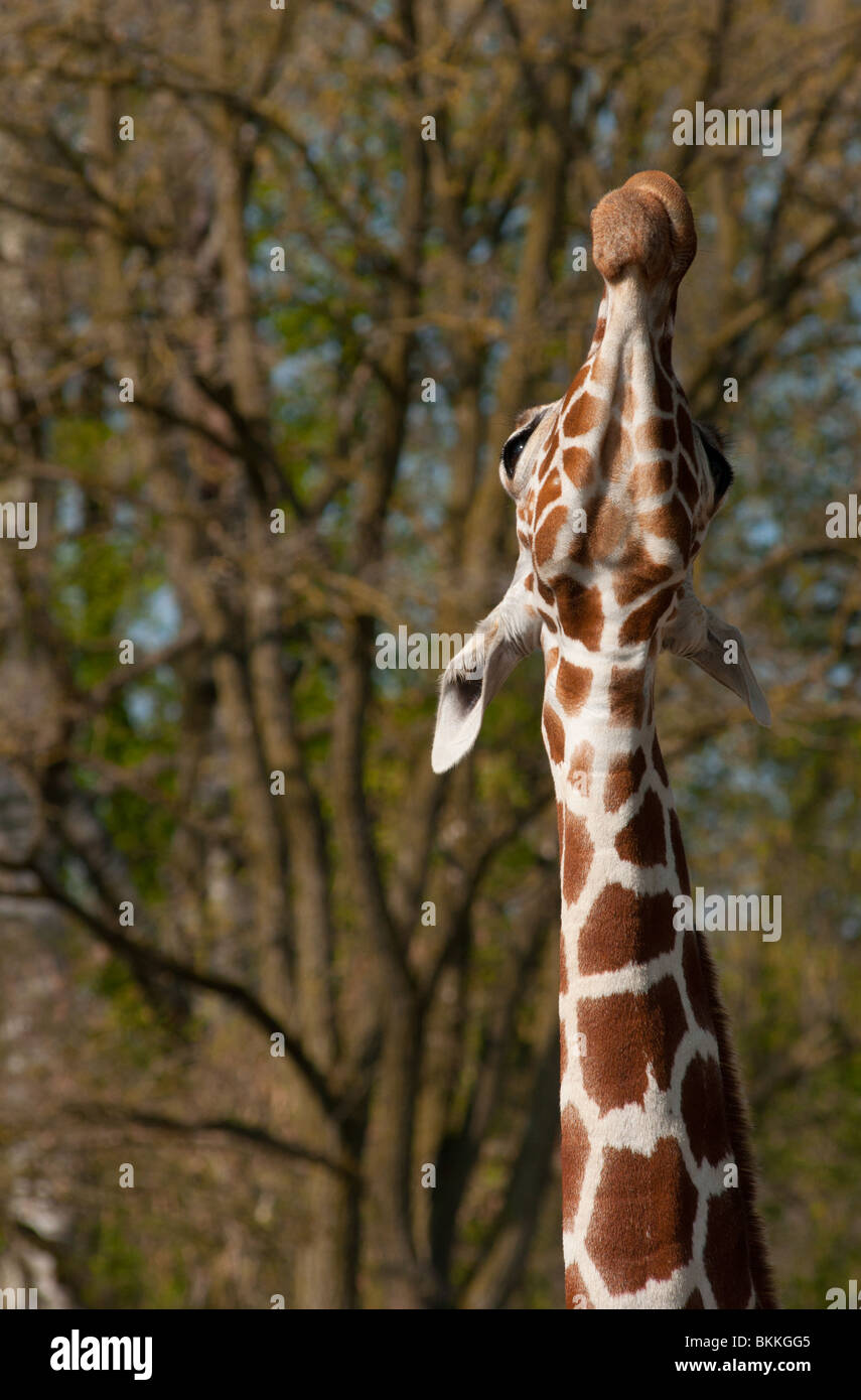 Reticulated Giraffe reaching high. Stock Photo