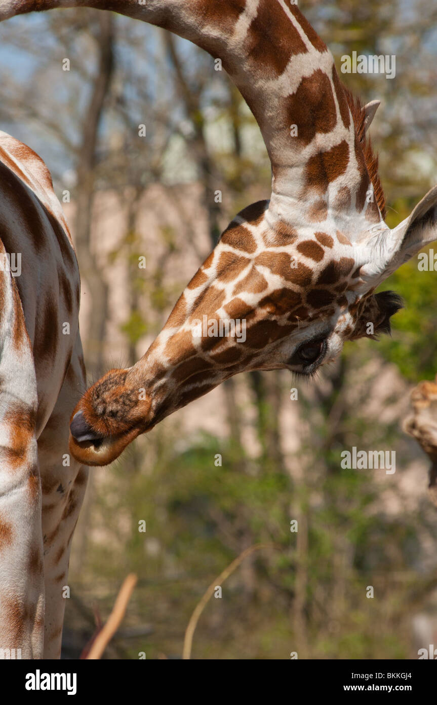 Giraffe seen in unusual pose bending down with it tongue pocking out Stock Photo