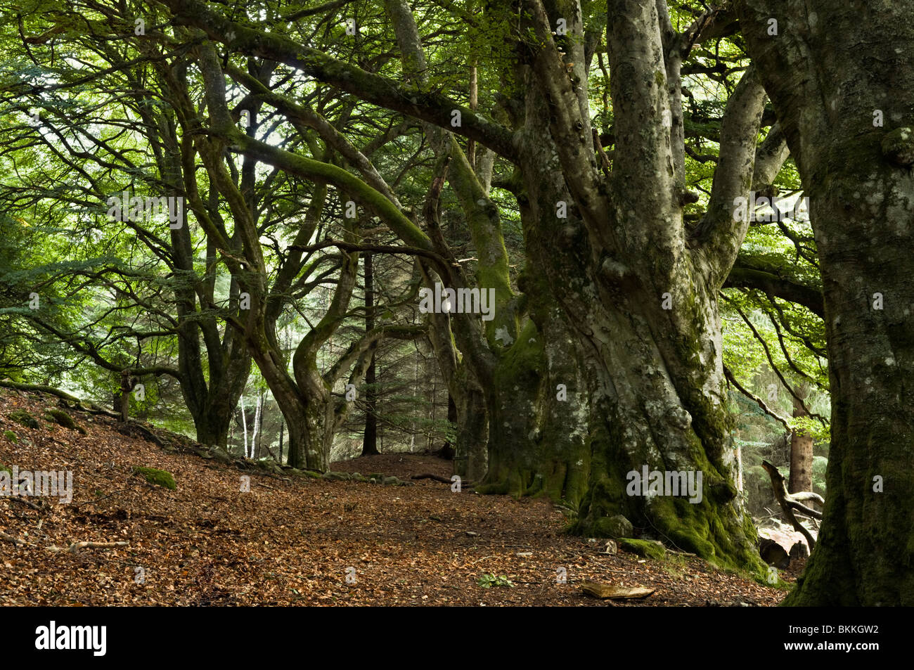 Moss covered beech trees on public footpath at Glen Lyon, Perthshire, Scotland, UK Stock Photo