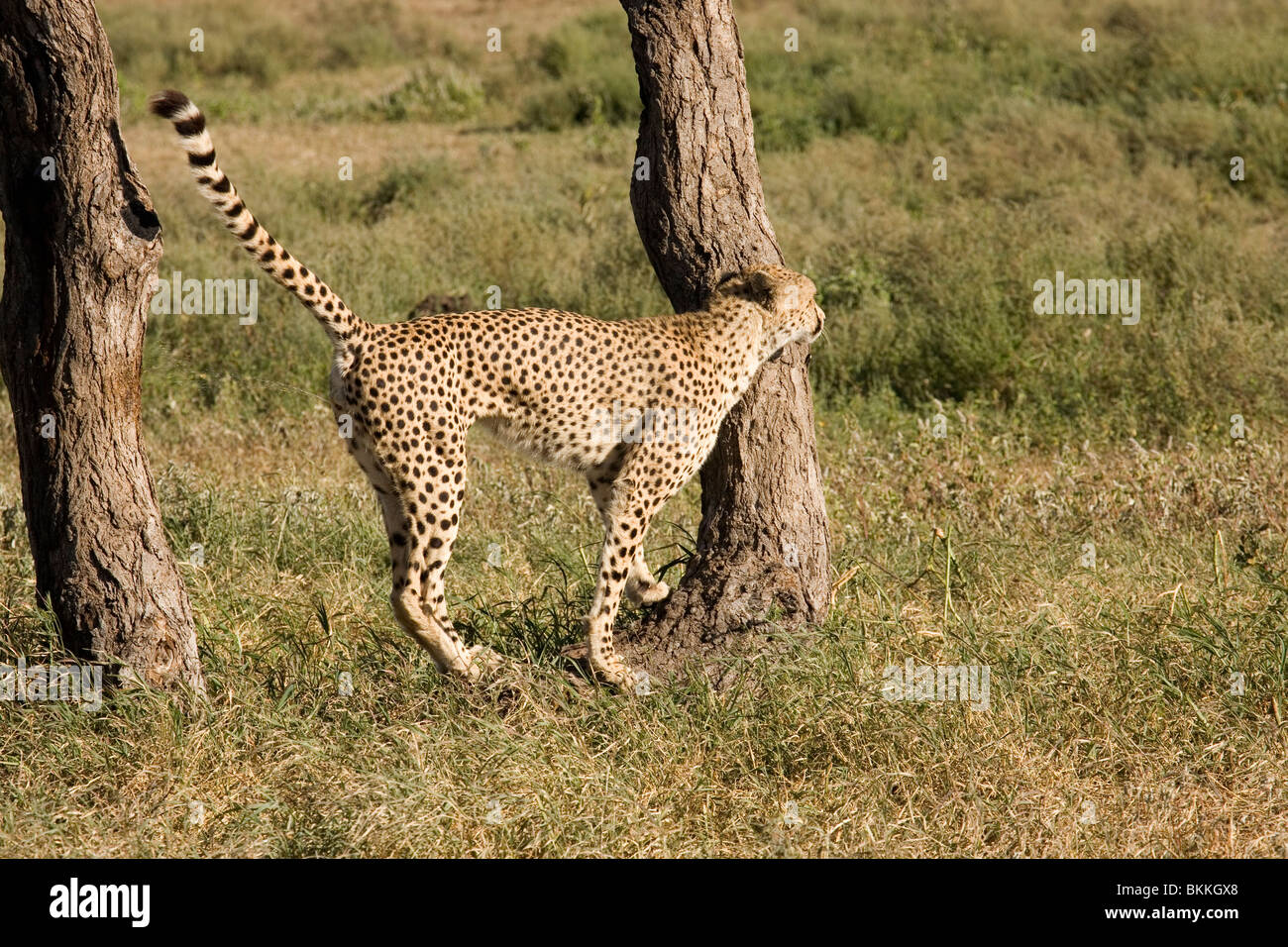 Male cheetah marking territory in Serengeti of Tanzania Stock Photo Alamy