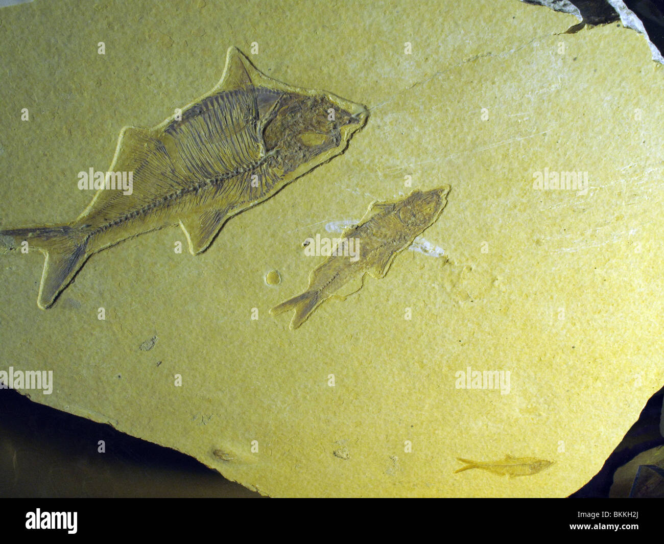 Imprinted fish fossil Stock Photo