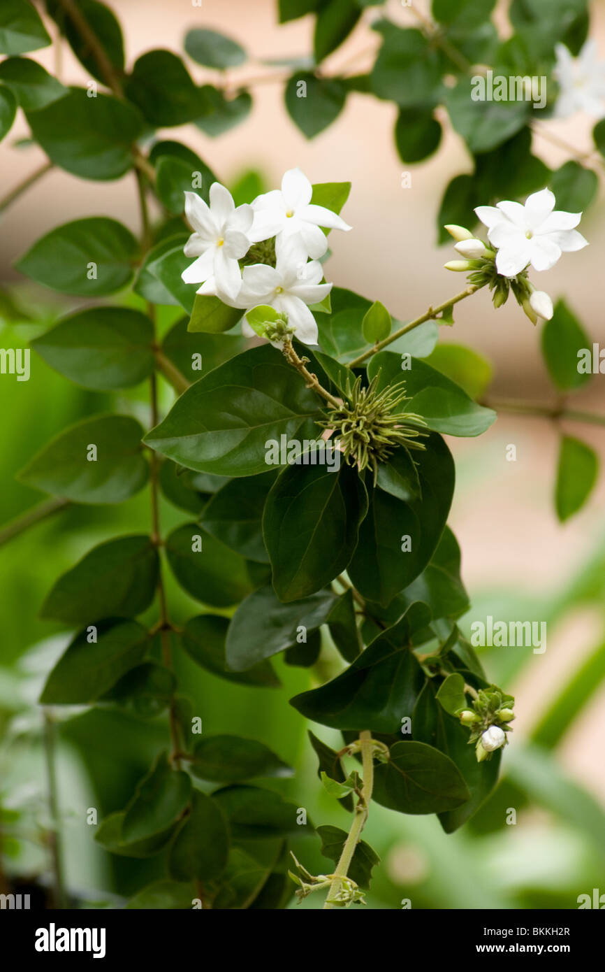Jasmine Downy Jasmine (Jasminum multiflorum Stock Photo Alamy