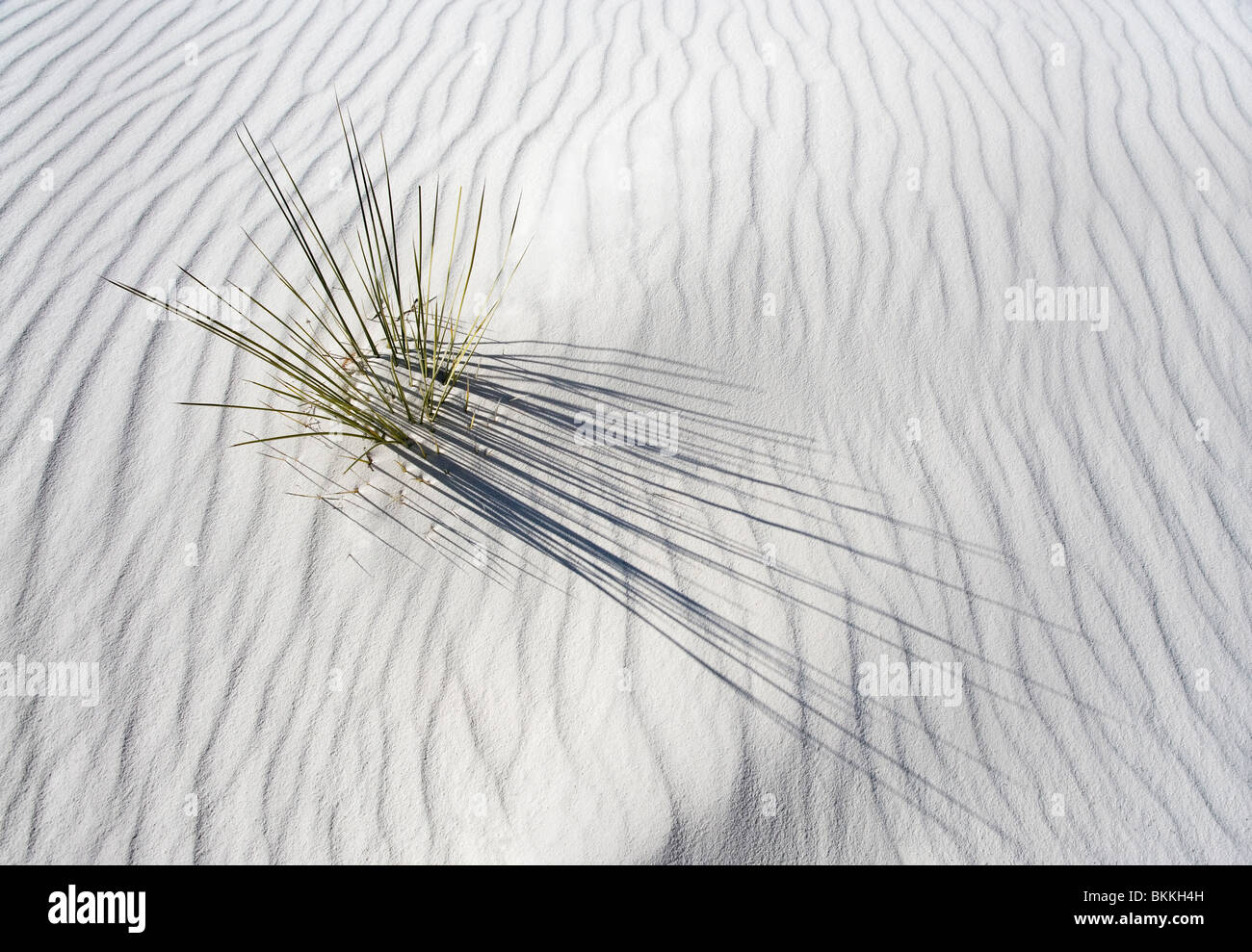 A yucca plant getting buried in a white sand dune at White Sands National Monument, New Mexico. Stock Photo