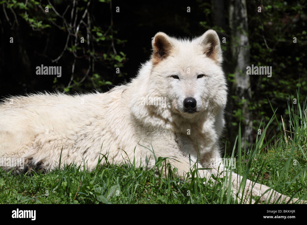Single white timber wolf laying down on a grass covered hill staring at ...