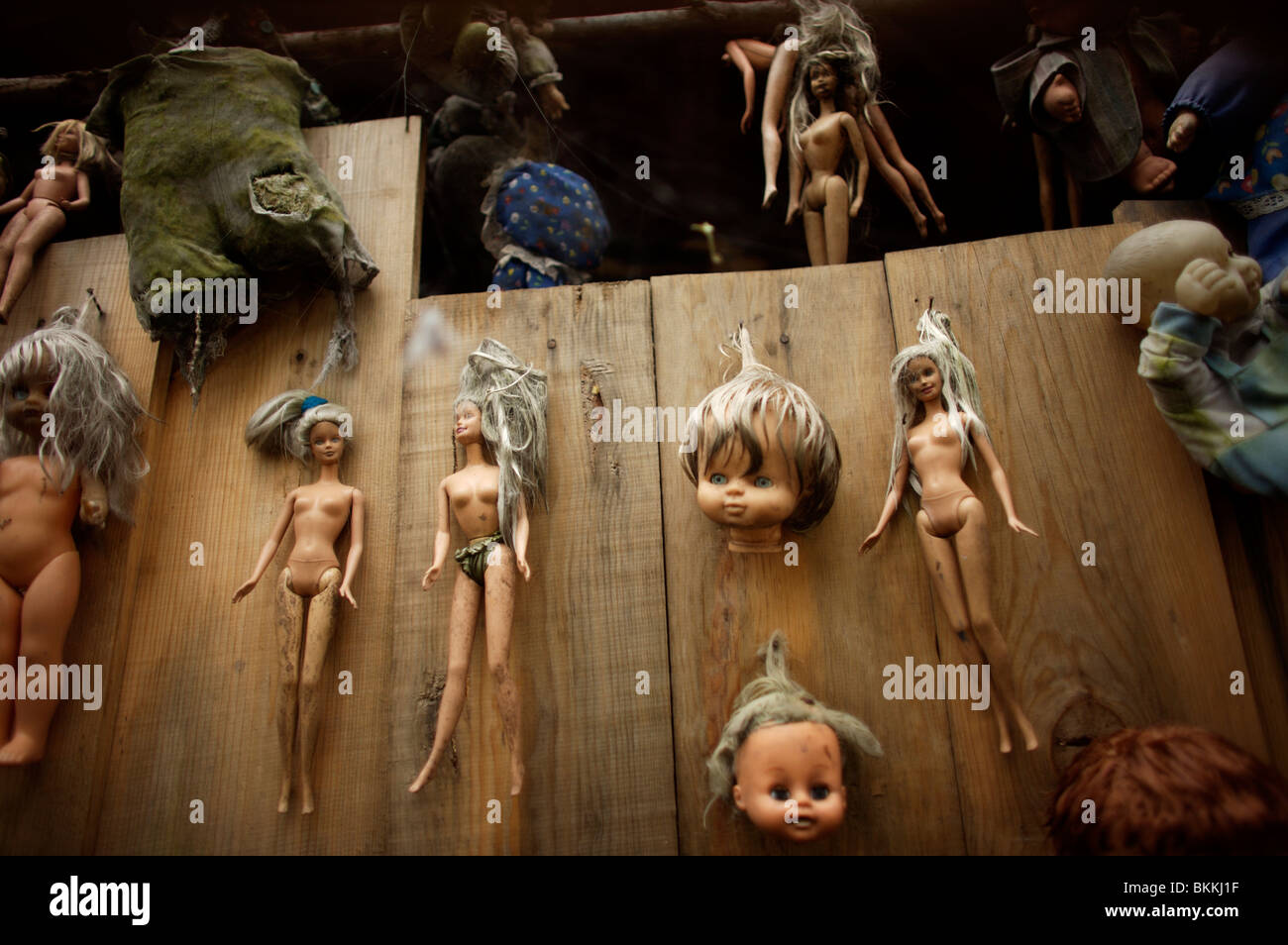 Dolls hang on a tree on the Island of the Dolls in Xochimilco, southern Mexico City Stock Photo