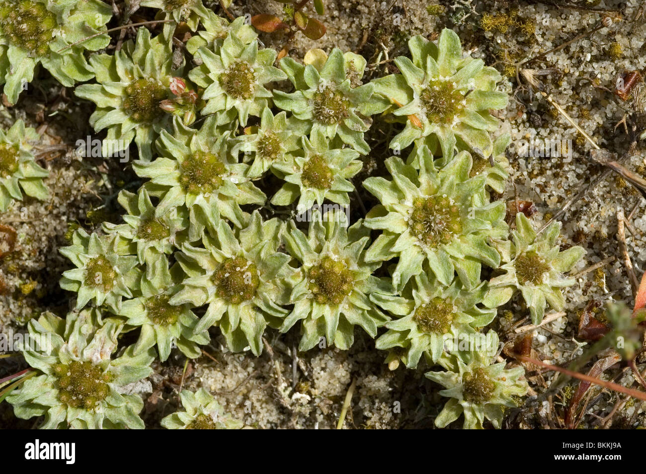 Pygmaea Evax pygmaea hi-res stock photography and images - Alamy