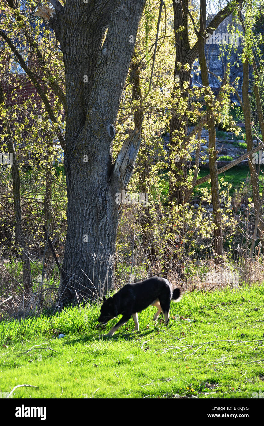 Dog sniffing tree hires stock photography and images Alamy