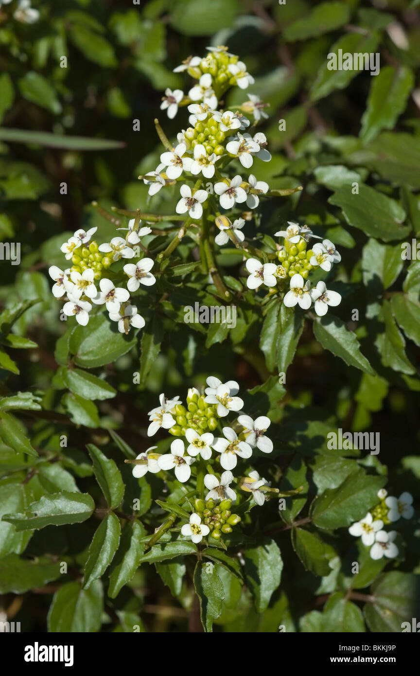 Water-cress or white watercress (Rorippa nasturtium-aquaticum) Stock Photo