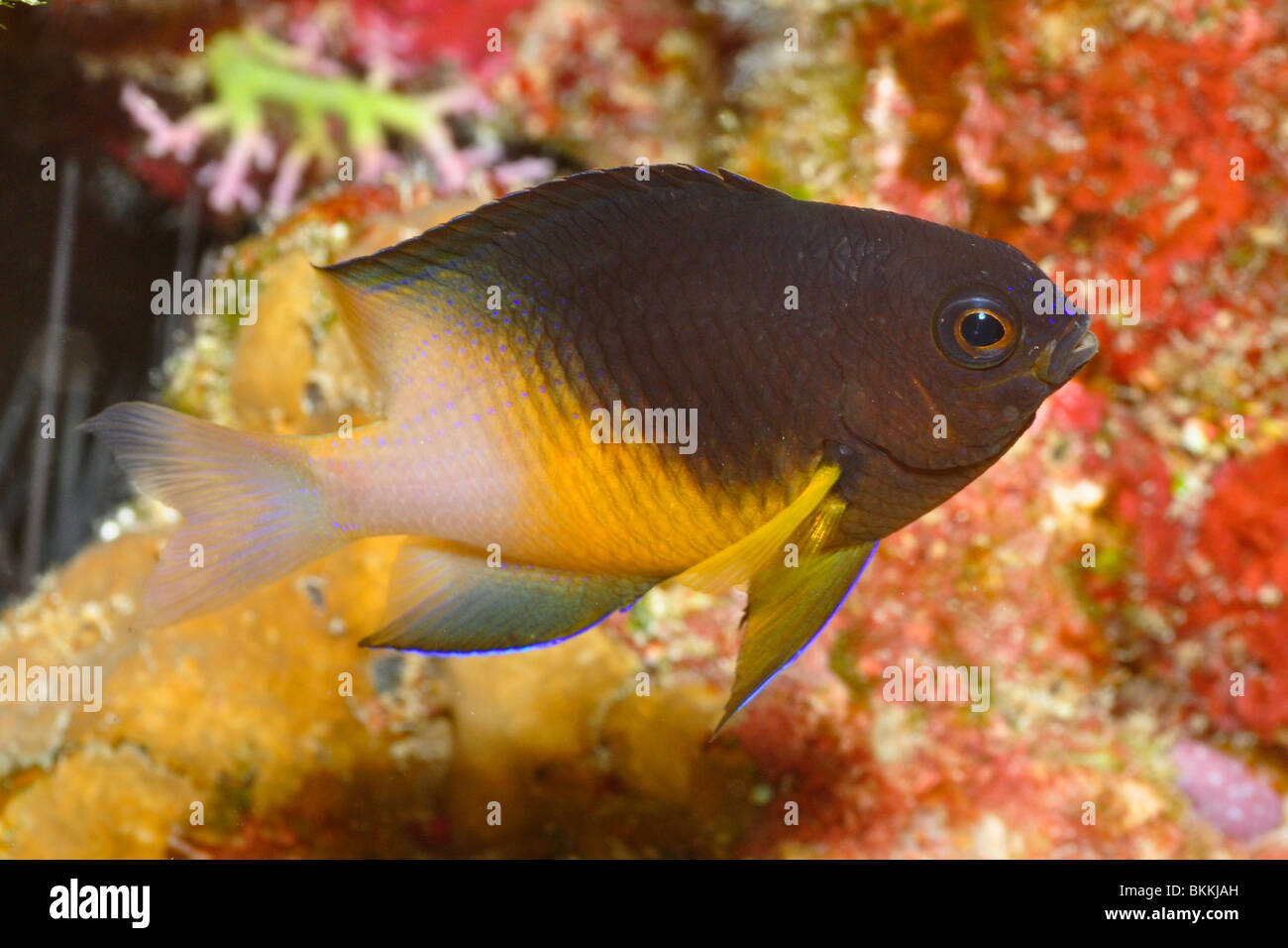 Bicolor damselfish (Stegastes partitus) Cozumel, Mexico Stock Photo