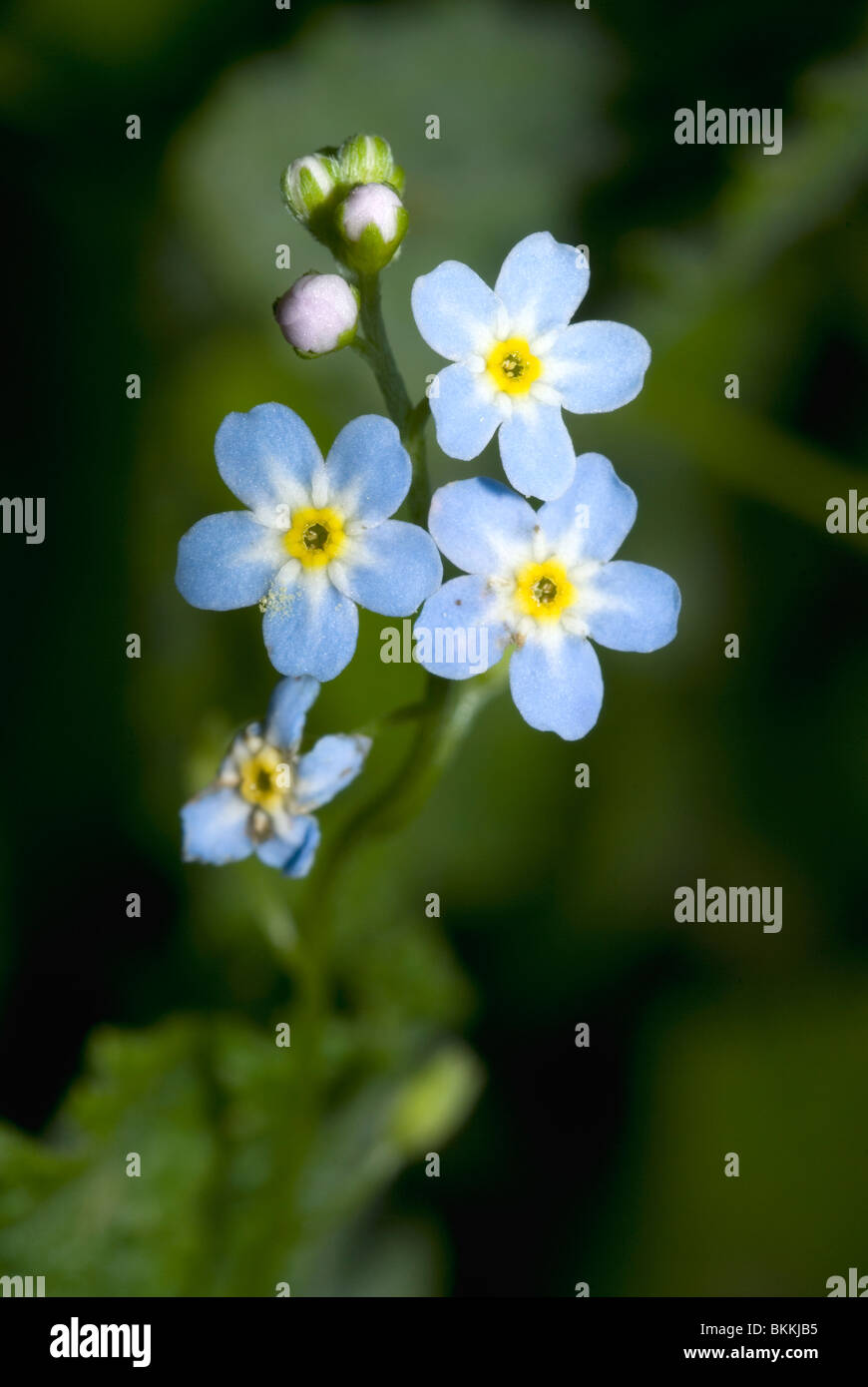 Water Forget-me-not or True Forget-me-not (Myosotis scorpioides) Stock Photo