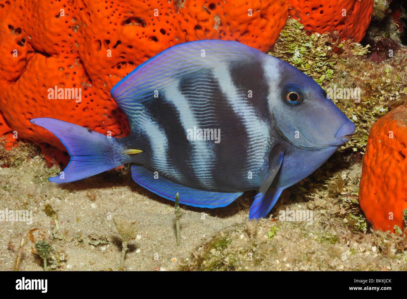 Blue tang (Acanthurus coeruleus) Cozumel, Mexico. Stock Photo