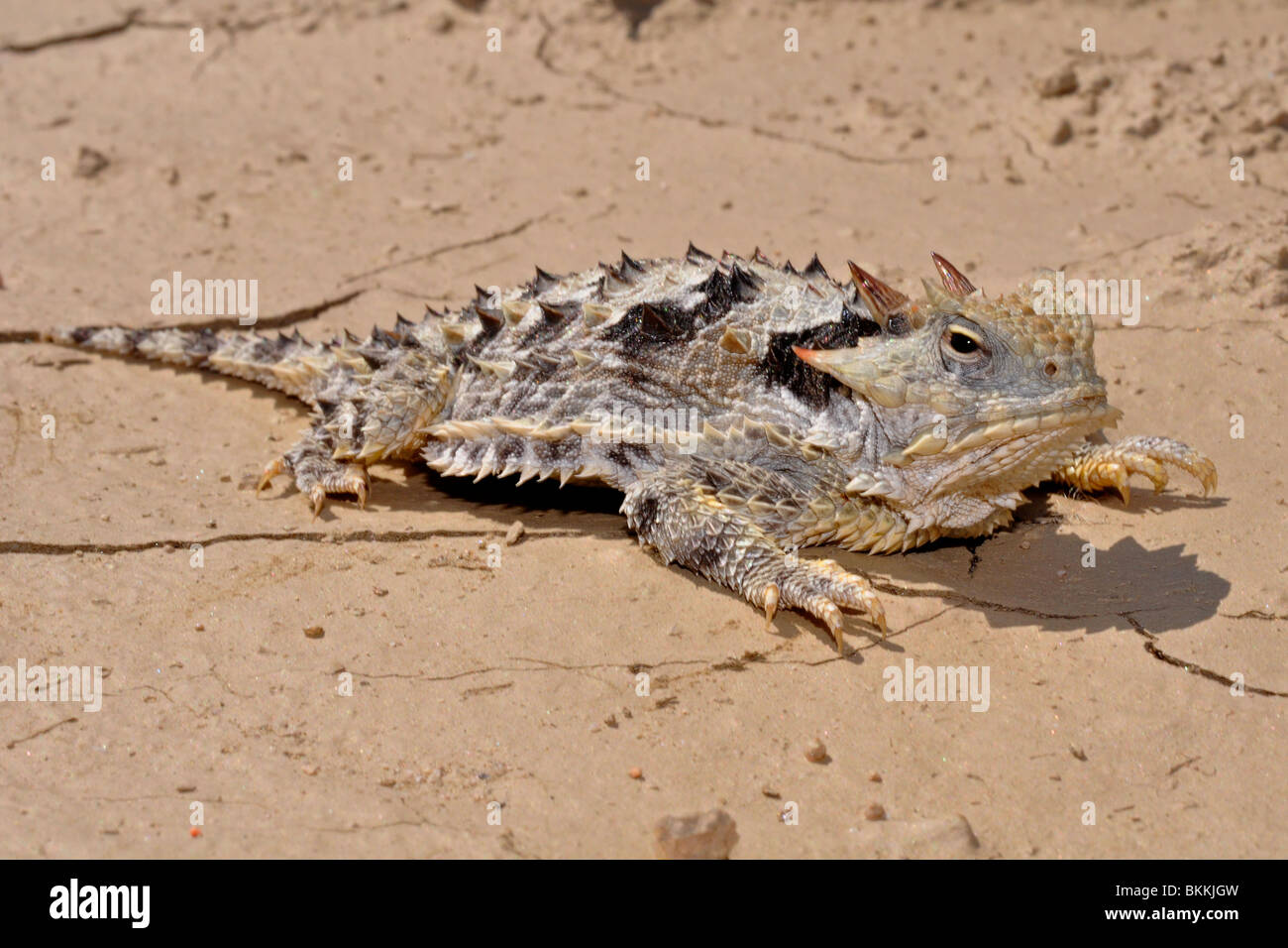 Southern desert horned lizard Stock Photo