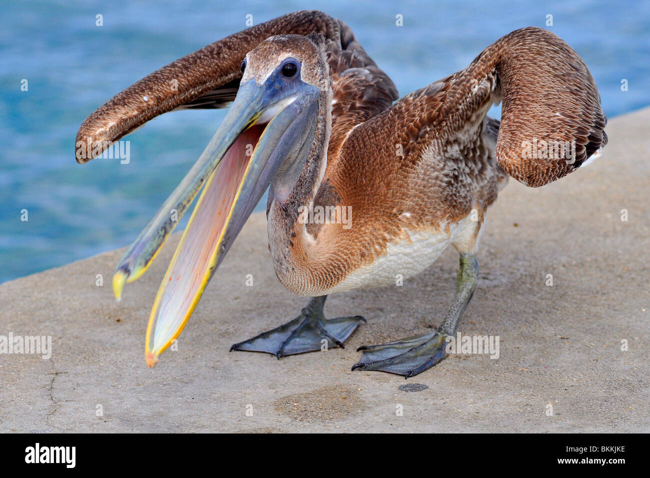 Funny pelican hi-res stock photography and images - Alamy
