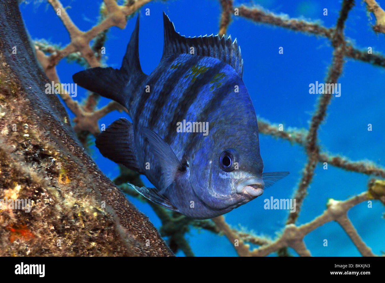 Night Sergeant (Abudefduf taurus) blue variant, guarding a clutch of eggs on pier pilings. Cozumel, Mexico. Stock Photo