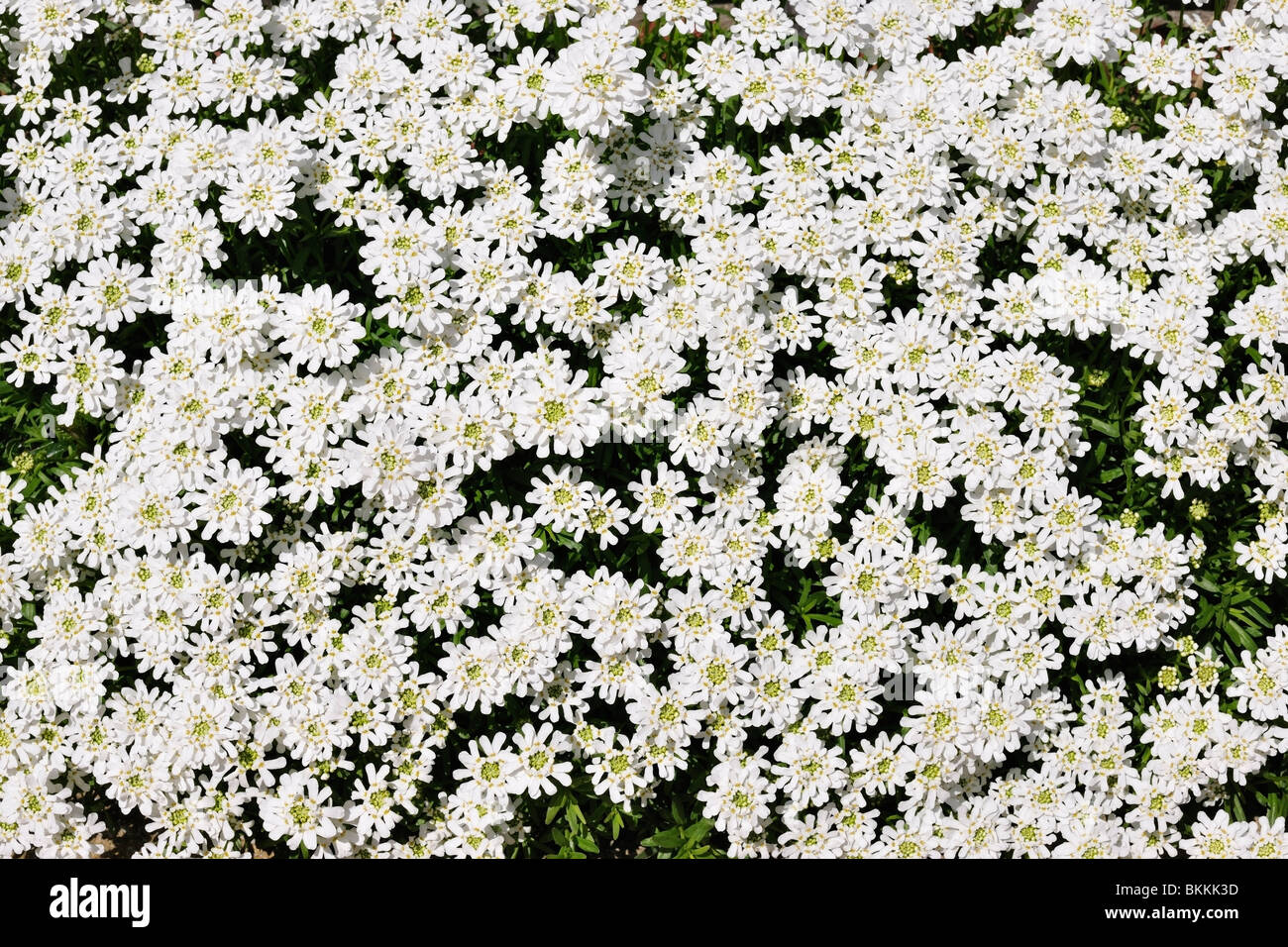 Joyful profusion of chaste Spring flowers (Iberis sempervirens) Stock Photo