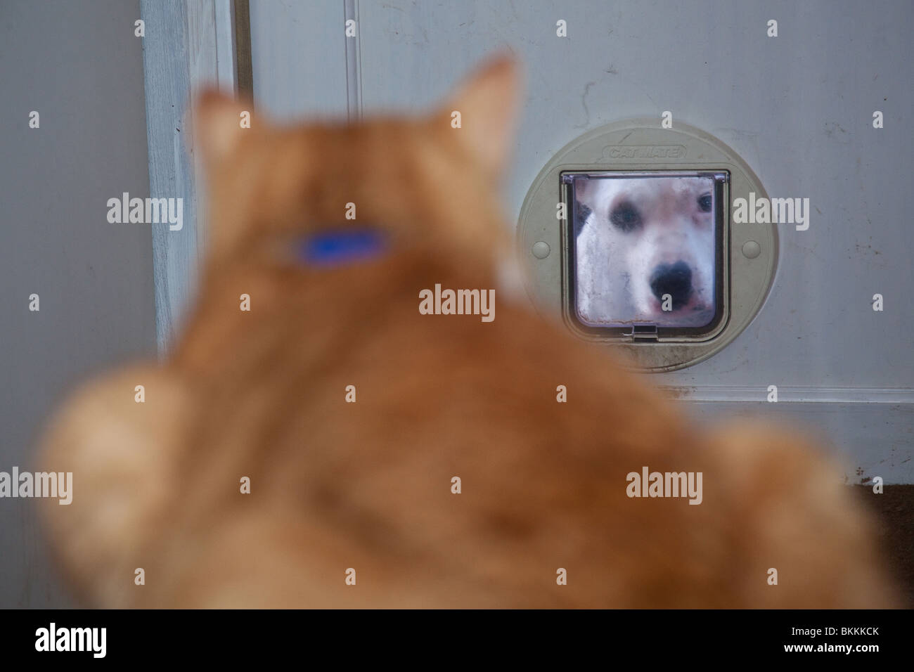 Dog looking through the cat flap at a ginger tom cat, Hampshire, England. Stock Photo