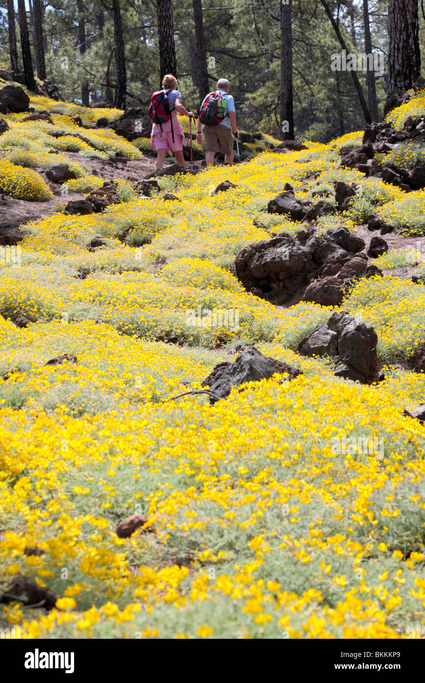 In the Corona forestal pine forests above Chio in spring with yellow