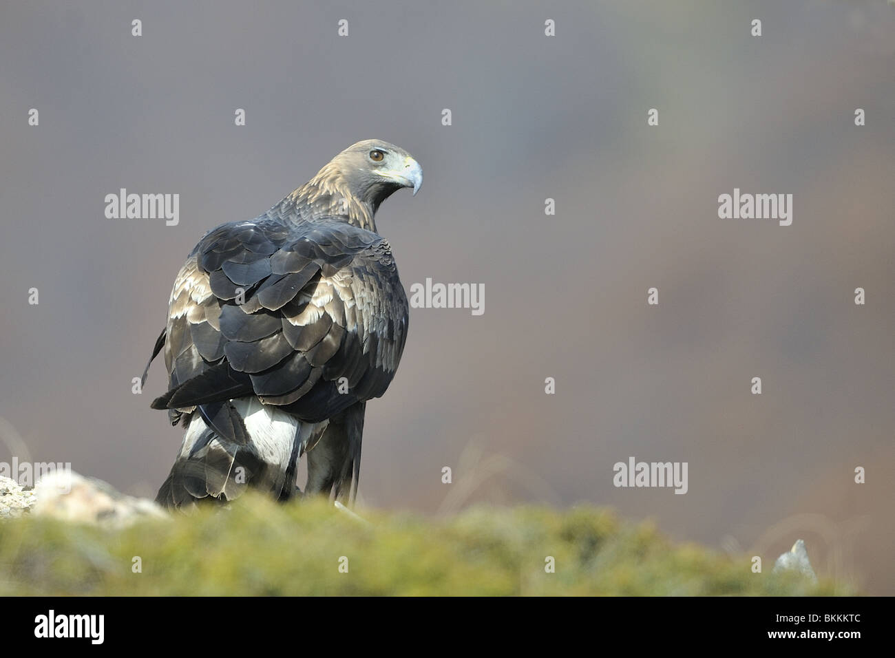 Immature golden eagle standing on a rock in winter Bulgaria Stock Photo
