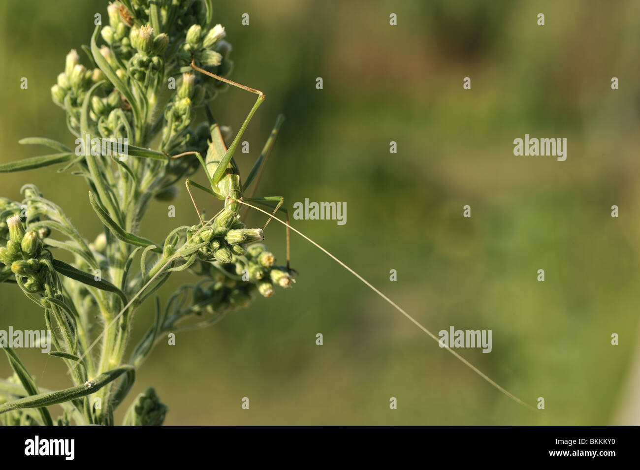 Lily bush cricket (green form) eating a flower in Provence France Stock