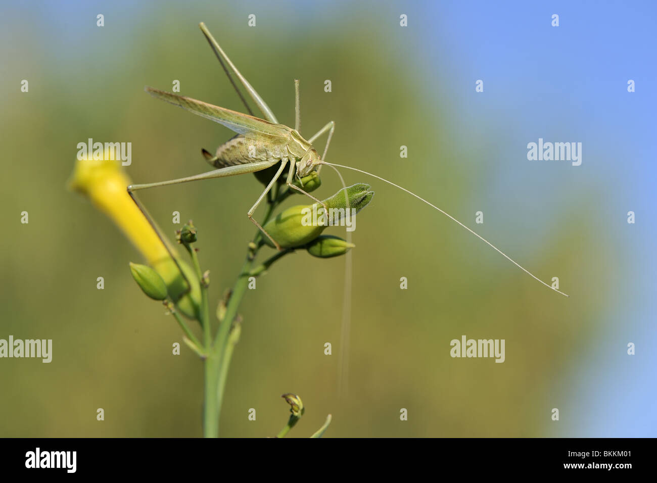 Lily bush cricket (green form) eating a flower in Provence France Stock