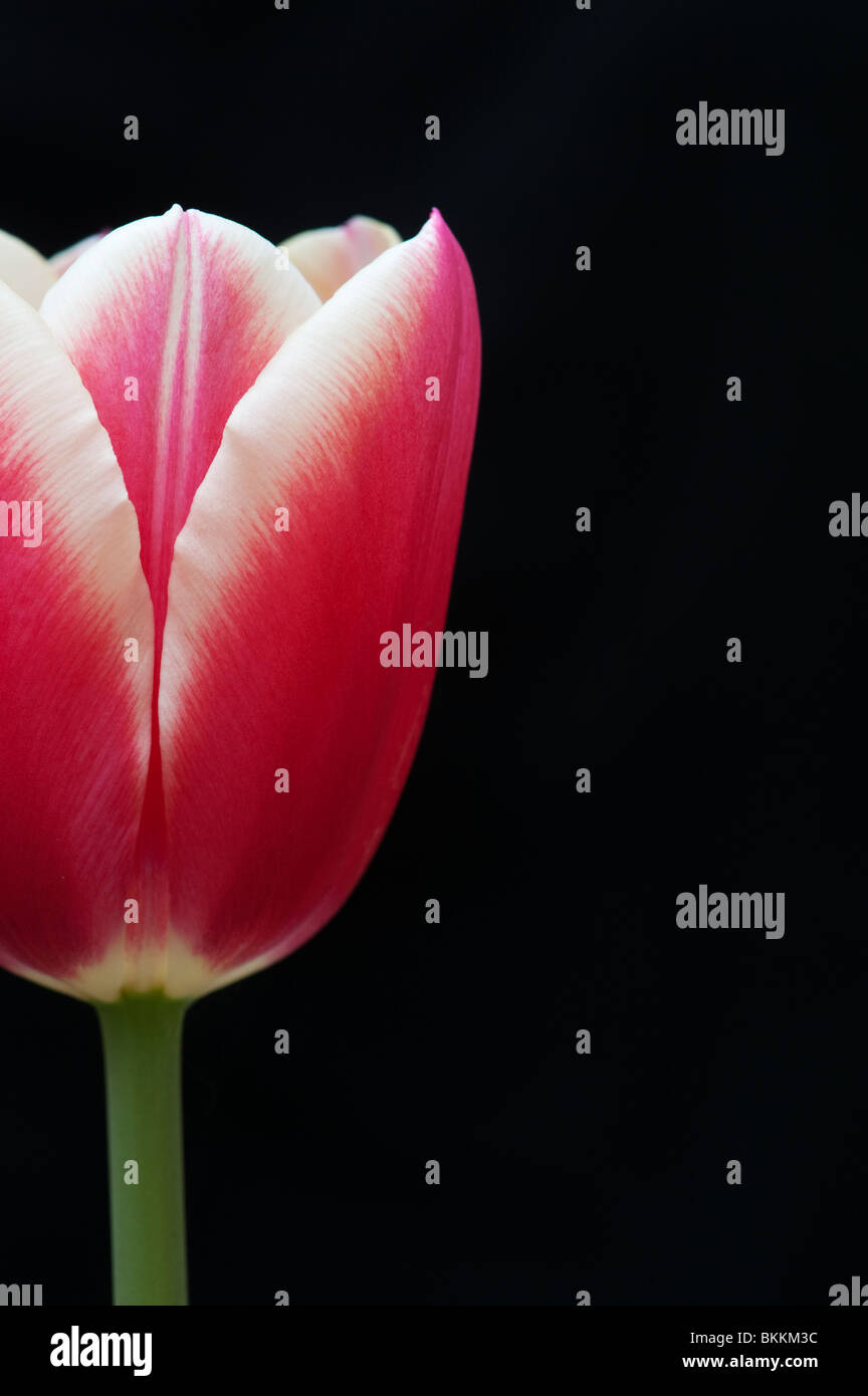 Tulip flower against black background Stock Photo
