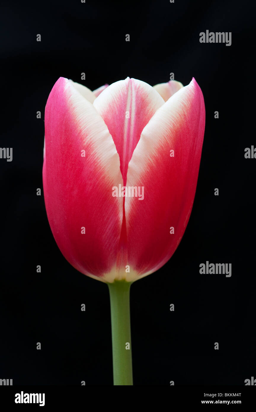 Tulip flower against black background Stock Photo