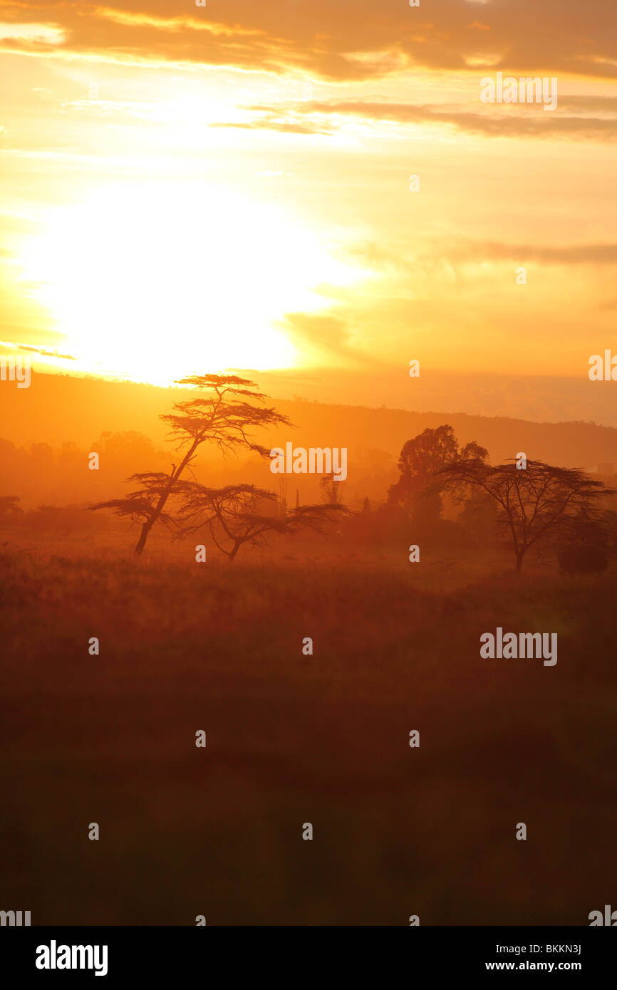 Kenya, Lake Nakuru National Park, african trees sunset Stock Photo